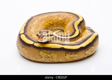 Royal Python (Python regius), Superstripe, maschio, Markus Theimer rettile allevamento, Austria Foto Stock