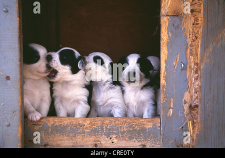 AUSTRALIAN SHEPHERD X blu guaritore di cuccioli, 3 SETTIMANE / PENNSYLVANIA Foto Stock