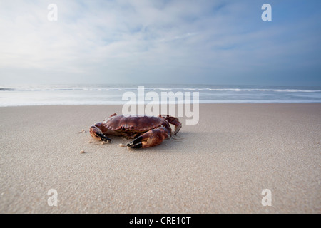 Atmosfera invernale con ghiaccio e neve, isola di Sylt, Schleswig-Holstein, Germania, Europa Foto Stock