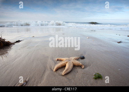 Atmosfera invernale con ghiaccio e neve, isola di Sylt, Schleswig-Holstein, Germania, Europa Foto Stock