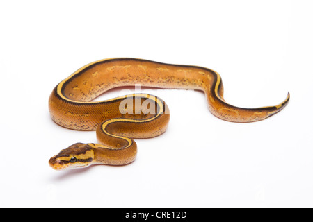 Royal python (Python regius), Superstripe, maschio, allevatore di rettili Willi Obermayer, Austria Foto Stock