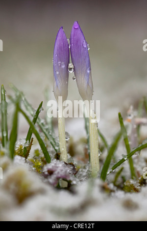 Due crochi (Crocus) nella neve di fusione Foto Stock