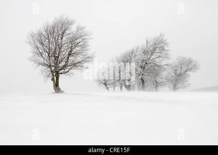 Vento-piegato faggi su Mt. Schauinsland in una forte tempesta, Foresta Nera, Baden-Wuerttemberg, Germania, Europa Foto Stock