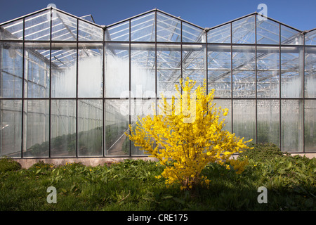 Serra per ortaggi sull isola di Reichenau, Baden-Wuerttemberg, Germania, Europa Foto Stock