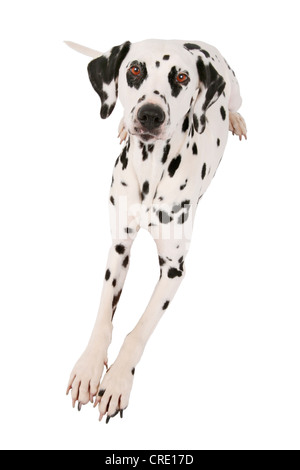 Dalmazia (Canis lupus f. familiaris) dalmata, seduti, con speranza guardando in alto Foto Stock