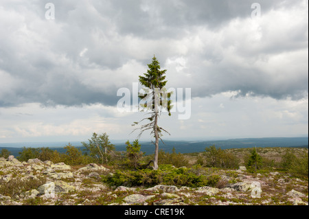 Old Tjikko, la struttura più antica del mondo, 9550 anni, Abete rosso (Picea abies), del ginocchio di legname, Fulufjaellets Parco Nazionale vicino Foto Stock