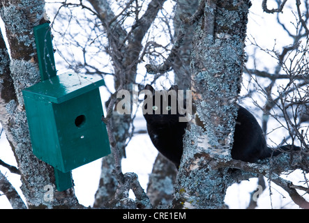 Il gatto domestico, il gatto di casa (Felis silvestris f. catus), gatto nero seduto davanti a una scatola di nidificazione su un albero, Norvegia, Troms Foto Stock