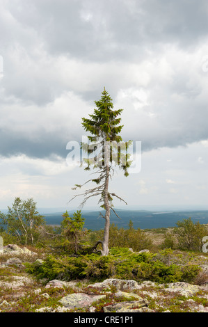 Old Tjikko, la struttura più antica del mondo, 9550-anno-vecchio Abete rosso (Picea abies), Krummholz, Fulufjaellets Parco Nazionale Foto Stock