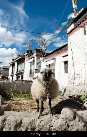 Gli animali domestici delle specie ovina (Ovis orientalis aries) in piedi nel quartiere storico, case con tetti piani, Gyantse, Himalaya gamma Foto Stock