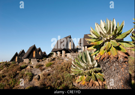 Trekking, scandinava o capanne in legno, Horombo capanne, alla Marangu Route, Giant Groundsel (Dendrosenecio kilimanjari) Foto Stock