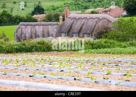 Washingpool agriturismo a Bridport, Dorset. La fattoria cresce la frutta, insalata e verdure per la vendita nel proprio farmshop Foto Stock