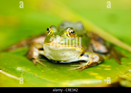 Piscina (Rana Rana lessonae), seduta su una foglia, Selegermoor bog, Zurigo, Svizzera, Europa Foto Stock