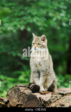 Gatto selvatico europeo o il gatto selvatico (Felis silvestris silvestris), appollaiato sul tronco di albero, Guestrow, Meclemburgo-Pomerania Occidentale Foto Stock