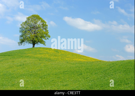 Tiglio (Tilia), albero solitario su una morena con la fioritura di tarassaco, Hirzel, Svizzera, Europa Foto Stock