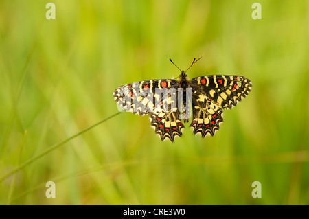 Festone meridionale (Zerynthia polissena), aggrappandosi alla lama di erba Foto Stock