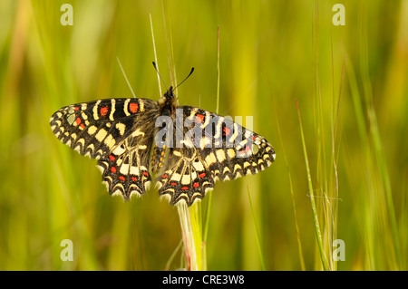 Festone meridionale (Zerynthia polissena), aggrappandosi alla lama di erba Foto Stock