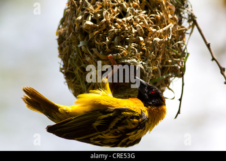 Tessitore a testa nera (Ploceus melanocephalus), Aka Yellow-Backed Weaver Costruire un nido presso la Queen Elizabeth National Park, Uganda Foto Stock