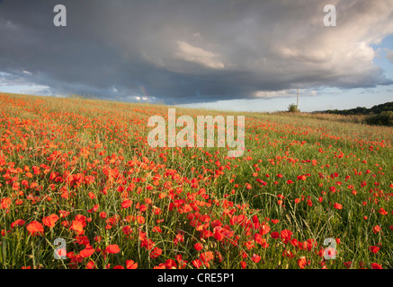 Campo di papaveri rossi su un pomeriggio estivo in Dorset, Inghilterra. Foto Stock