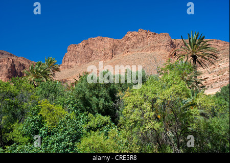 Tipico paesaggio roccioso con alberi in Ait Mansour Valley, Anti-Atlas montagne, sud del Marocco, Marocco, Africa Foto Stock