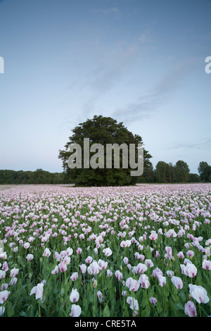 Campo di rosa papaveri da oppio in Dorset, giugno 2012, coltivati per uso nell'industria farmaceutica. Foto Stock