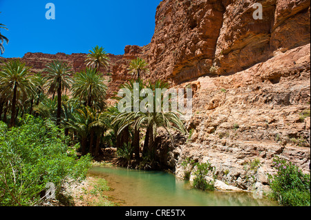 Palme da dattero (Phoenix) accanto a un fiume in Ait Mansour Valley, Anti-Atlas montagne, sud del Marocco, Marocco, Africa Foto Stock