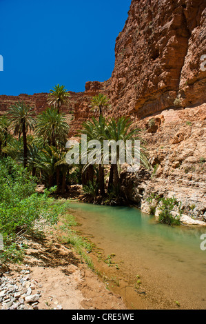 Palme da dattero (Phoenix) accanto a un fiume in Ait Mansour Valley, Anti-Atlas montagne, sud del Marocco, Marocco, Africa Foto Stock