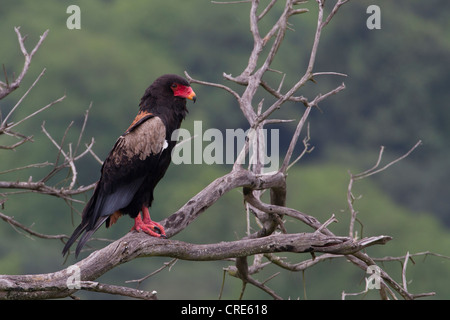 Bataleur Eagle (Terathopius ecaudatus) in Queen Elizabeth National Park, Uganda Foto Stock