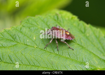 Sloe Bug Dolycoris baccarum adulto a riposo su una foglia Foto Stock