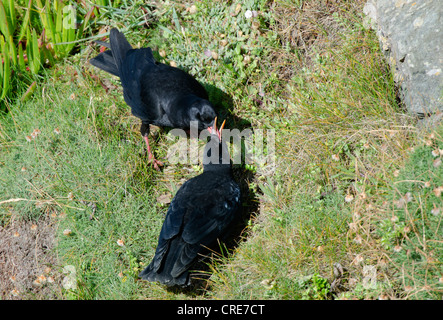 Pyrrhocorax,adulto il gracchio e la neonata alimentare Foto Stock