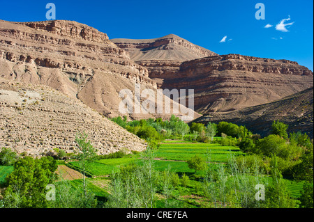 Tipico paesaggio della valle del fiume Dades, campi coltivati dei berberi, superiore Dades Valley Foto Stock