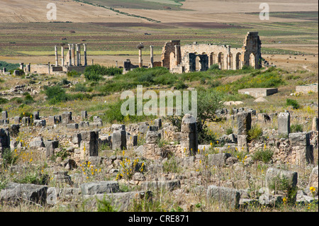 Rovine romane con la basilica, antica città di Volubilis, Sito Patrimonio Mondiale dell'UNESCO, Marocco, Africa Settentrionale, Africa Foto Stock