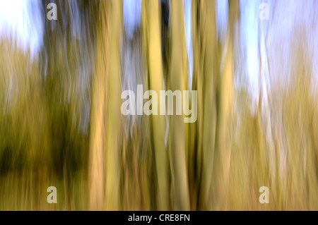 Bosco scena utilizzando impressionistica tecnica fotografica Foto Stock