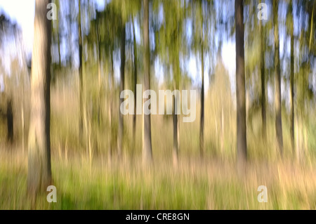 Bosco scena utilizzando impressionistica tecnica fotografica Foto Stock