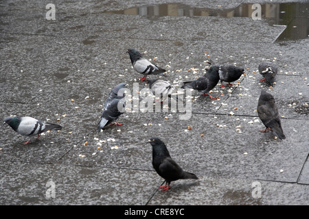 Gregge di piccioni urbani mangiare pane gettato sulla strada di Glasgow Scotland Regno Unito Foto Stock