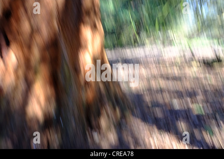 Bosco scena utilizzando impressionistica tecnica fotografica Foto Stock