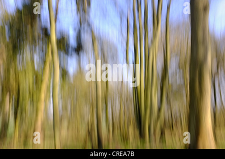 Bosco scena utilizzando impressionistica tecnica fotografica Foto Stock