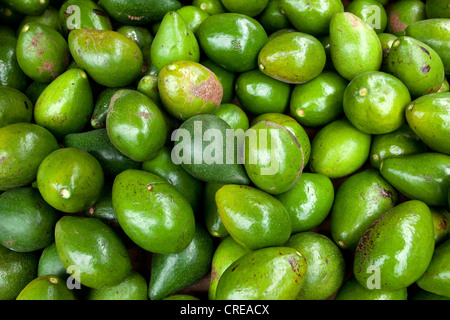 Gli avocadi (Persea americana) sul mercato in Saint-Paul, La Reunion Island, Oceano Indiano Foto Stock