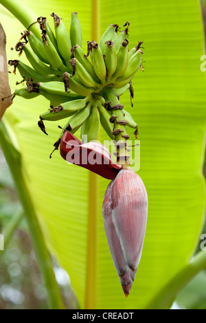Fiore di una banana (Musa paradisiaca), la Reunion Island, Oceano Indiano Foto Stock