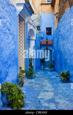 Stretto, blue-vicolo verniciato con piante nella Medina, la città vecchia di Chefchaouen, Marocco, Africa Foto Stock