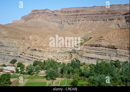 Montagne, scarpata paesaggio con piccoli campi nella valle del fiume, Alto Atlante, Dades valley, Marocco, Africa Foto Stock