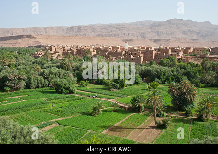 Oasi del paesaggio con i campi e il villaggio di adobe con moschea, Alto Atlante, Tinerhir, Marocco, Africa Foto Stock