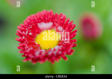 Daisy comune, prato daisy, inglese daisy (Bellis perennis, Gartensorte), infiorescenza Foto Stock