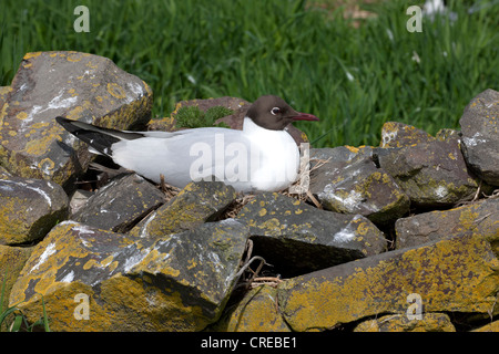 A testa nera Gull Larus ridibundus adulto in allevamento piumaggio seduta sul nido sulla sommità della parete Foto Stock