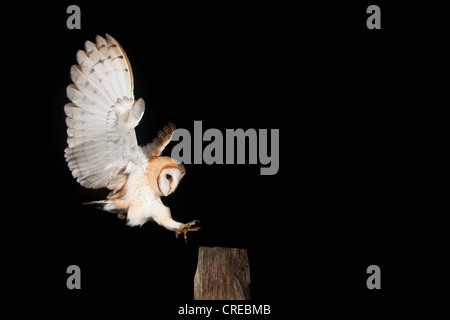 Il barbagianni (Tyto alba) durante la fase di avvicinamento di un palo da recinzione, Vulkaneifel district, Renania-Palatinato, Germania, Europa Foto Stock