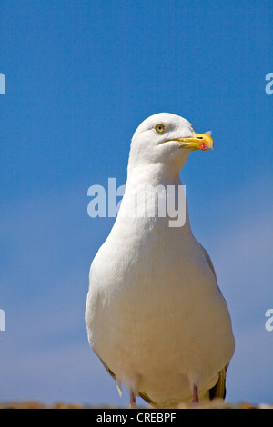 Seagull ritratto nel Devon, Inghilterra Foto Stock