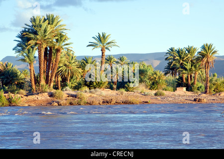 Palme sulla sponda del fiume Draa, Valle di Draa, Agdz, Marocco, Africa Foto Stock