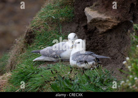 Northern Fulmar Fulmaris glacialis adulto coppia sulla scogliera sul mare nest ledge Foto Stock