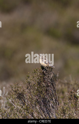 Stonechat comune Saxicola torquatus appena fledged immaturo arroccato su di Heather Foto Stock