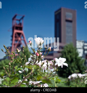 Heritage-protected copricapo dell'ex miniera di carbone Nordstern presso il Parco Nordstern, in Germania, in Renania settentrionale-Vestfalia, la zona della Ruhr, Gelsenkirchen Foto Stock