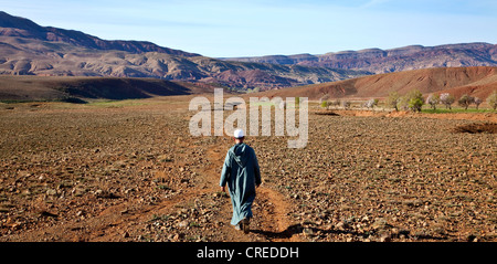 Berber uomo che indossa un tradizionale djellaba camminando in un campo in Alto Atlante, vicino a Ouarzazate, Marocco, Africa Foto Stock